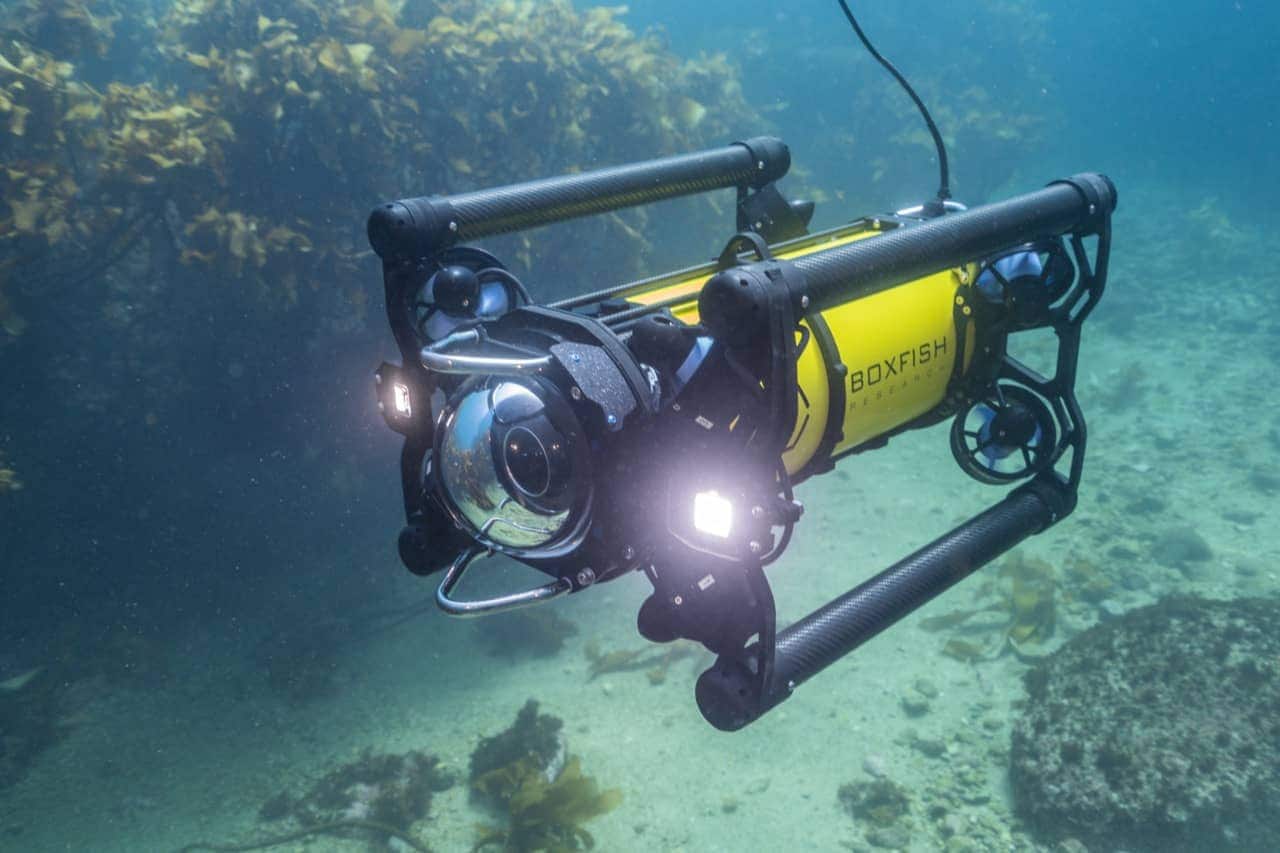 Boxfish Luna — view 2